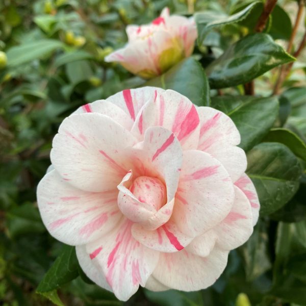 bicolor Camellia Japonica