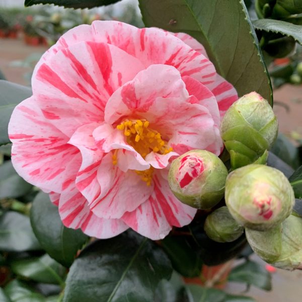 bicolor Camellia Japonica