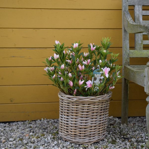 Azalea Japonica