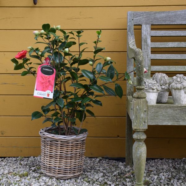Camellia Japonica C3