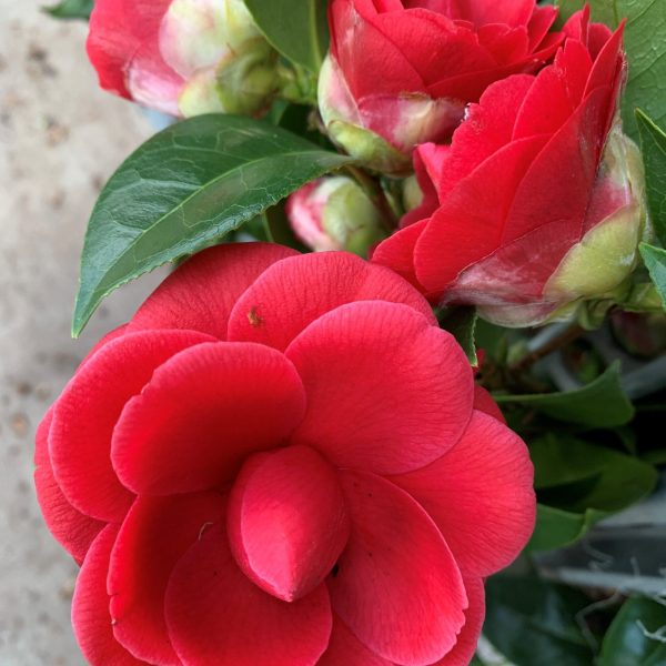 cocquetti - Camellia Japonica