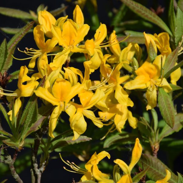 Azalea Luteum - Kwekerij De Waele-Wilwoodii