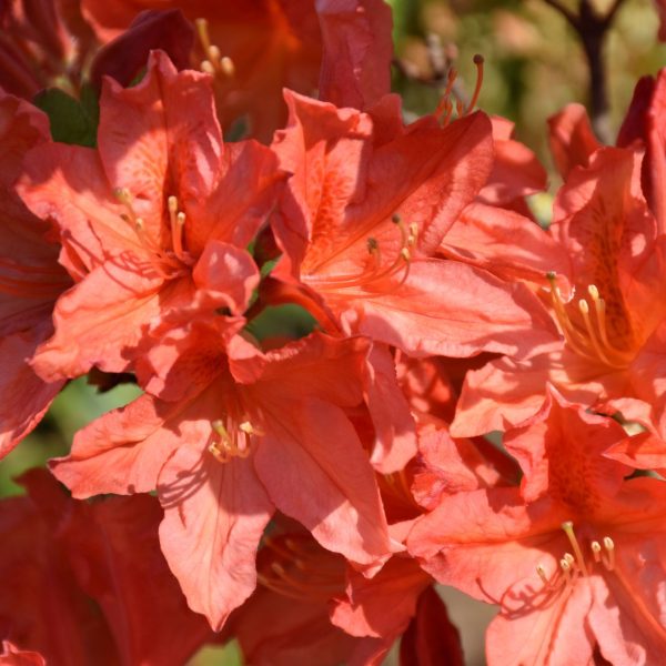 Oranje azalea Knaphill - Kwekerij De Waele-Wilwoodii