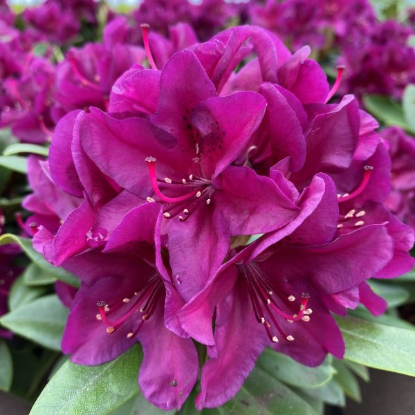 Rhododendron hybride - polarnacht