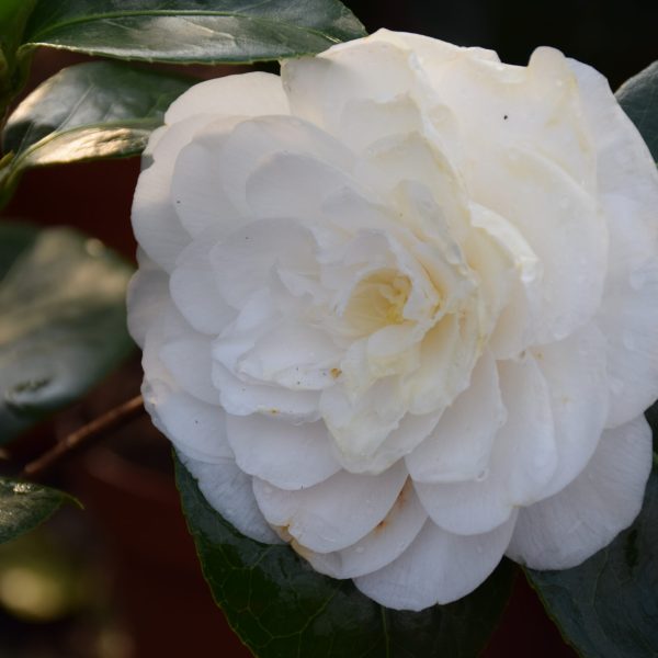 wit - Camellia Japonica